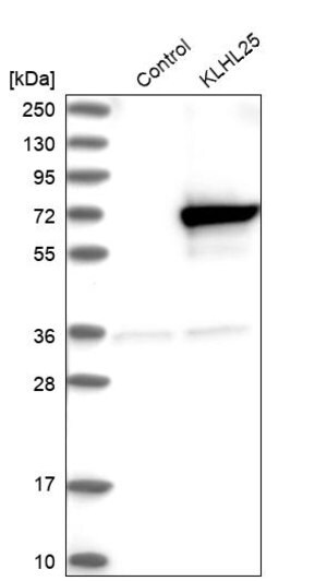 Merck Anti-KLHL25 antibody produced in rabbit
