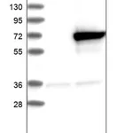 Merck Anti-KLHL25 antibody produced in rabbit