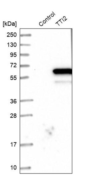 Merck Anti-TTI2 antibody produced in rabbit