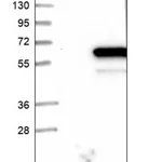 Merck Anti-TTI2 antibody produced in rabbit