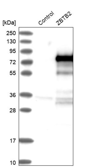Merck Anti-ZBTB2 antibody produced in rabbit