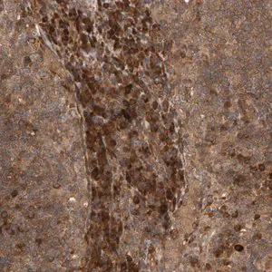 Merck Anti-ZFAND1 antibody produced in rabbit