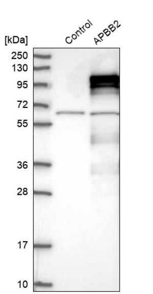 Merck Anti-APBB2 antibody produced in rabbit
