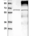 Merck Anti-APBB2 antibody produced in rabbit