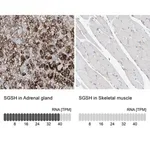 Merck Anti-SGSH antibody produced in rabbit