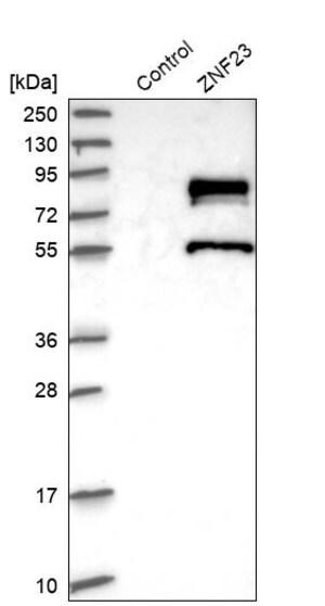 Merck Anti-ZNF23 antibody produced in rabbit
