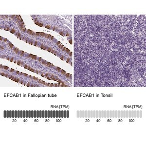 Merck Anti-EFCAB1 antibody produced in rabbit