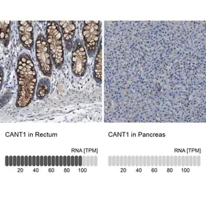 Merck Anti-CANT1 antibody produced in rabbit