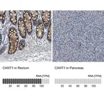 Merck Anti-CANT1 antibody produced in rabbit
