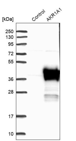 Merck Anti-AKR1A1 antibody produced in rabbit