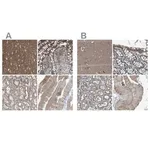 Merck Anti-MYO18A antibody produced in rabbit