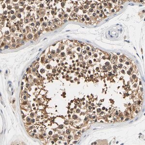 Merck Anti-UCHL3 antibody produced in rabbit