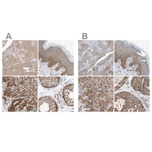 Merck Anti-GCN1 antibody produced in rabbit