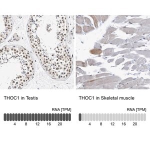Merck Anti-THOC1 antibody produced in rabbit
