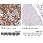 Merck Anti-AGFG2 antibody produced in rabbit