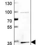 Merck Anti-BRMS1 antibody produced in rabbit