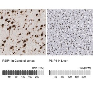 Merck Anti-PSIP1 antibody produced in rabbit