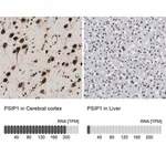 Merck Anti-PSIP1 antibody produced in rabbit