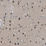 Merck Anti-LANCL2 antibody produced in rabbit