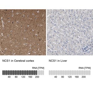 Merck Anti-NCS1 antibody produced in rabbit