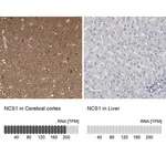 Merck Anti-NCS1 antibody produced in rabbit