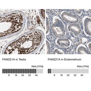 Merck Anti-FAM221A antibody produced in rabbit