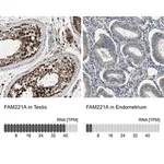 Merck Anti-FAM221A antibody produced in rabbit