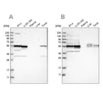 Merck Anti-SMU1 antibody produced in rabbit