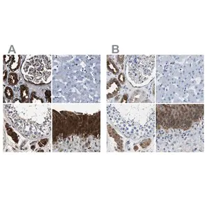 Merck Anti-GSTP1 antibody produced in rabbit