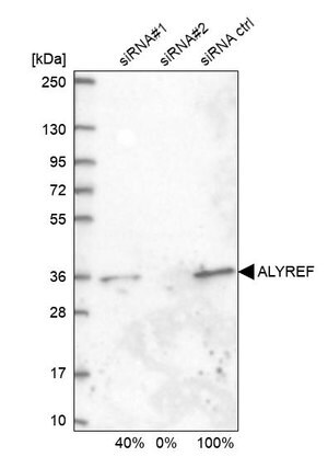 Merck Anti-ALYREF antibody produced in rabbit