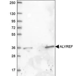 Merck Anti-ALYREF antibody produced in rabbit