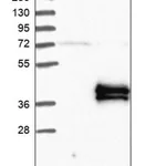 Merck Anti-KLK15 antibody produced in rabbit