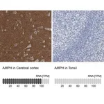 Merck Anti-AMPH antibody produced in rabbit