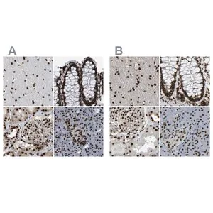 Merck Anti-NUMA1 antibody produced in rabbit