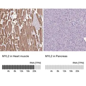 Merck Anti-MYL2 antibody produced in rabbit