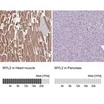 Merck Anti-MYL2 antibody produced in rabbit