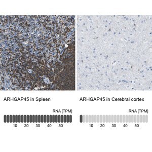 Merck Anti-ARHGAP45 antibody produced in rabbit