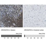 Merck Anti-ARHGAP45 antibody produced in rabbit