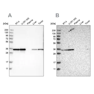 Merck Anti-PPA1 antibody produced in rabbit