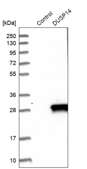 Merck Anti-DUSP14 antibody produced in rabbit