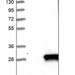Merck Anti-DUSP14 antibody produced in rabbit