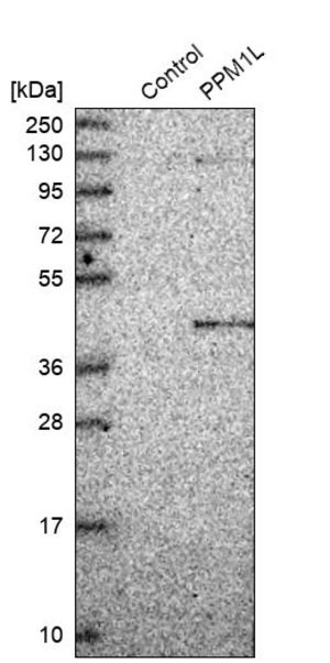 Merck Anti-PPM1L antibody produced in rabbit