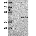 Merck Anti-PPM1L antibody produced in rabbit