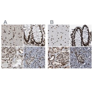 Merck Anti-NUMA1 antibody produced in rabbit