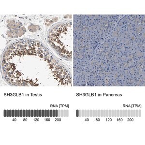 Merck Anti-SH3GLB1 antibody produced in rabbit