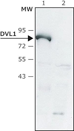 Merck Anti-DVL1 (C-terminal) antibody produced in rabbit