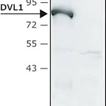 Merck Anti-DVL1 (C-terminal) antibody produced in rabbit