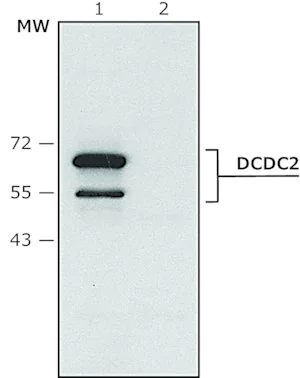 Merck Anti-DCDC2 (C-terminal) antibody produced in rabbit