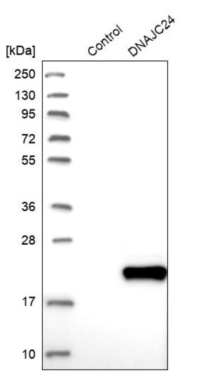 Merck Anti-DNAJC24 antibody produced in rabbit