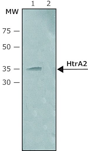 Merck Anti-HtrA2 (C-terminal) antibody produced in rabbit